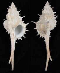 Vokesimurex mindanaoensis