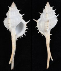 Vokesimurex mindanaoensis