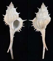 Vokesimurex mindanaoensis