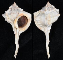 Vokesimurex chrysostoma