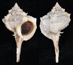 Vokesimurex chrysostoma