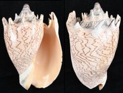 Cymbiola imperialis fma robinsona