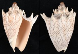 Cymbiola imperialis fma robinsona