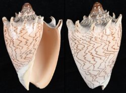 Cymbiola imperialis fma robinsona