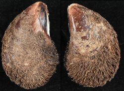 Stavelia subdistorta