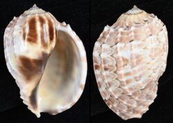 Harpa major fma kawamurai