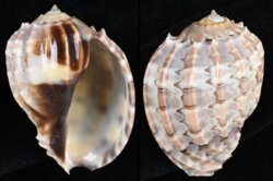 Harpa major fma kawamurai