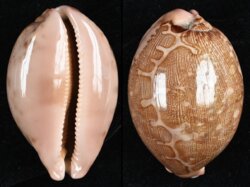 Leporicypraea mappa mappa fma panerythra