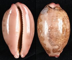 Leporicypraea mappa mappa fma panerythra