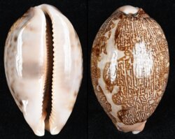 Leporicypraea mappa mappa