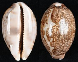 Leporicypraea mappa mappa