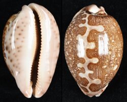 Leporicypraea mappa mappa