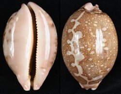 Leporicypraea mappa mappa