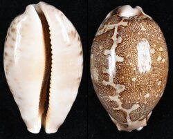 Leporicypraea mappa mappa