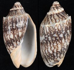 Cymbiola vespertilio