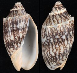 Cymbiola vespertilio