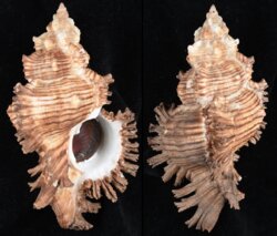 Chicoreus torrefactus