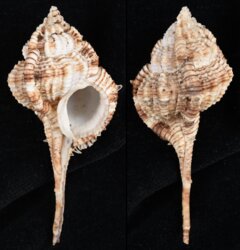 Vokesimurex dentifer