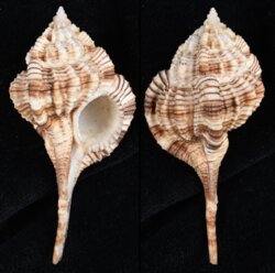 Vokesimurex dentifer