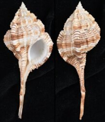 Vokesimurex dentifer