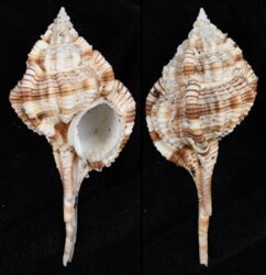 Vokesimurex dentifer