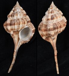 Vokesimurex dentifer