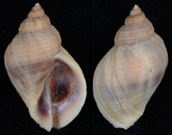 Nucella lapillus bizonalis