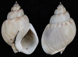 Nassarius mutabilis