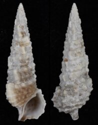 Cerithium lifuense