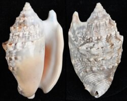 Euprotomus aurisdianae