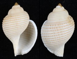 Eudolium bairdii