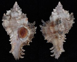 Chicomurex laciniatus