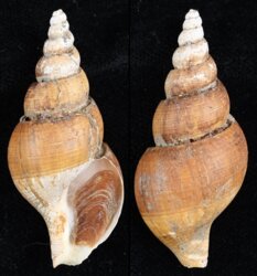 Japelion adelphicus