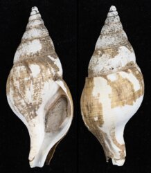 Colus gracilis
