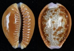 Naria helvola helvola fma argella