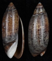 Oliva longispira