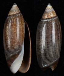 Oliva longispira