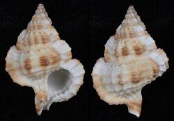 Gyrineum bituberculare