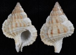 Gyrineum bituberculare