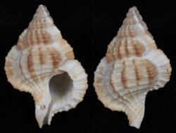 Gyrineum bituberculare