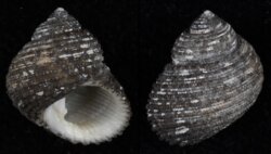 Herpetopoma atrata