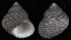 Herpetopoma atrata
