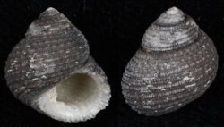 Herpetopoma atrata