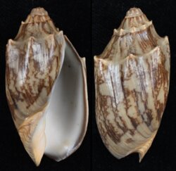 Cymbiola vespertilio