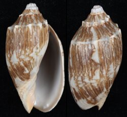 Cymbiola vespertilio