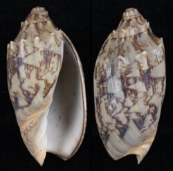 Cymbiola vespertilio