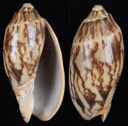 Cymbiola vespertilio