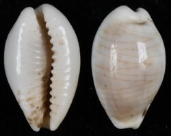 Palmadusta clandestina moniliaris