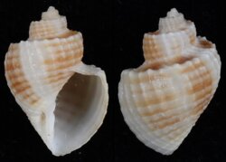 Scalptia contabulata