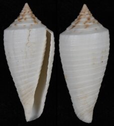 Phasmoconus lovellreevei